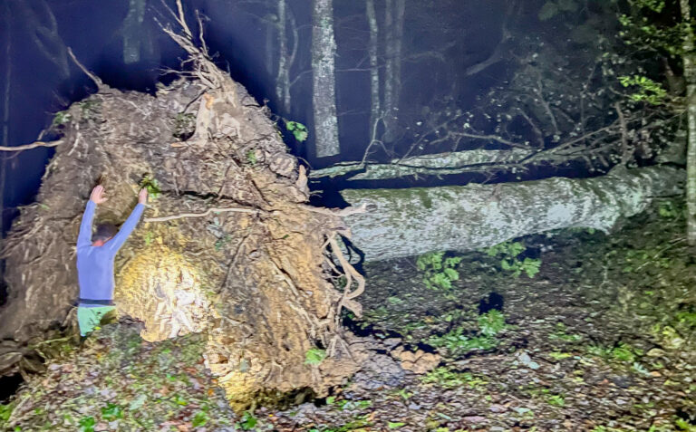 ‘Cruising’ Mother Nature’s obstacle course, ‘numbers nerd’ counted hurricane-downed trees at Cone Manor
